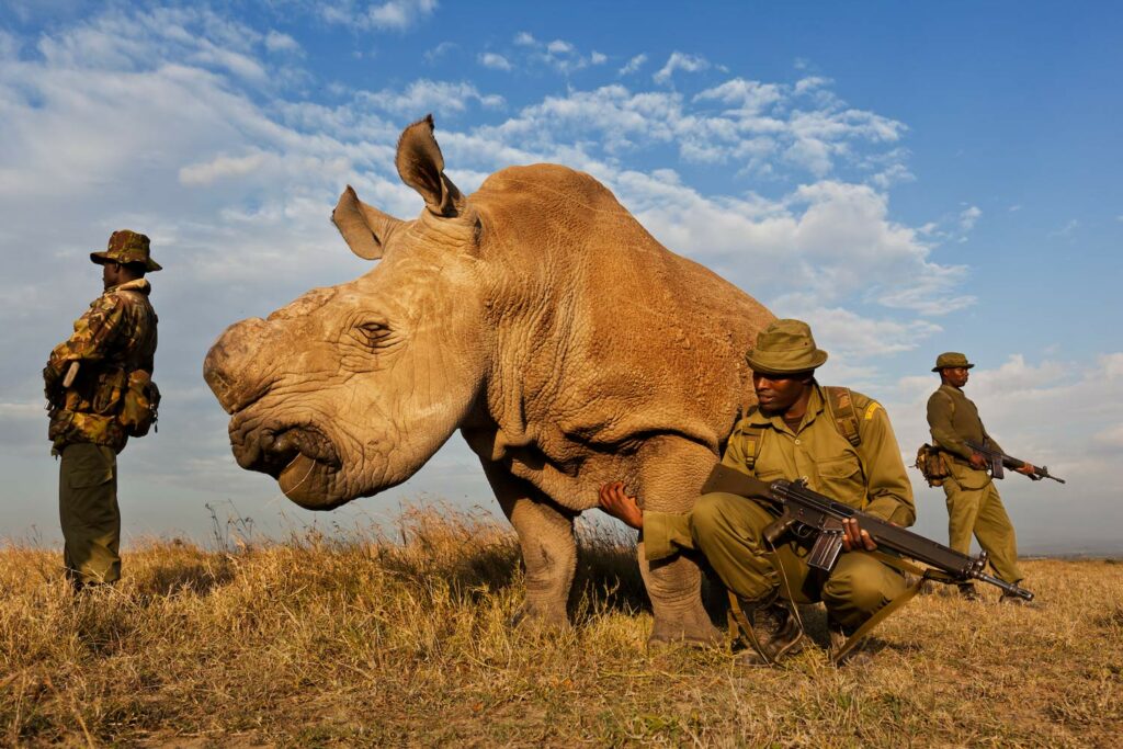 Brent Stirton Nosorožčí války